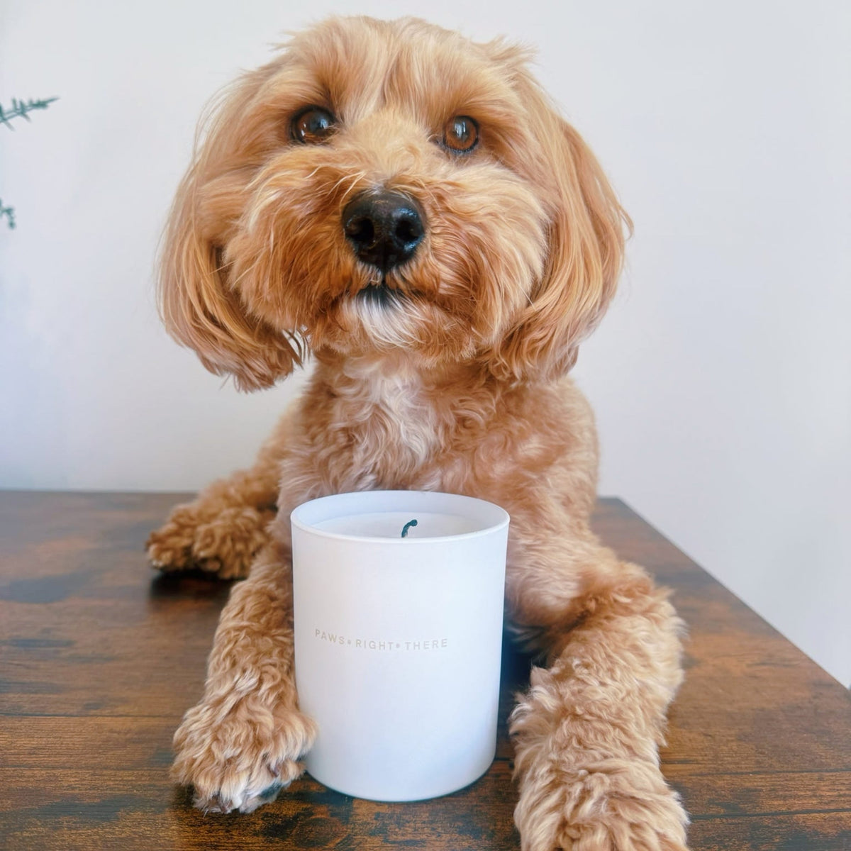 Purifying - Pet Friendly Candle